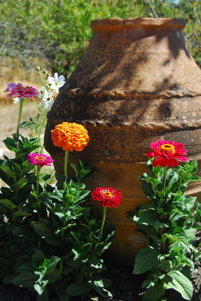 The self-sown zinnias, with an oil jar for size comparison (and to hide the lame surrounds)