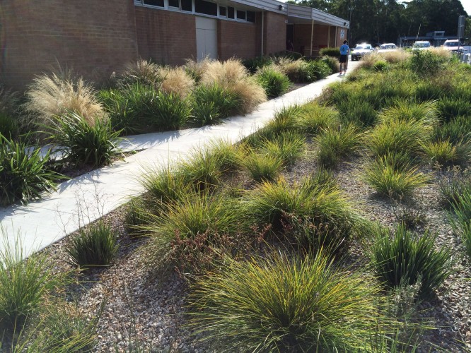 The Poa/Lomandra combo in vigorous (if modest) youth