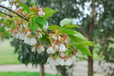Cherry 10-10