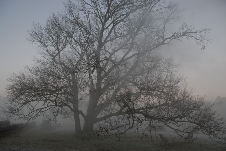 The great oak, providing design freedom via its visual dominance and embedded history.