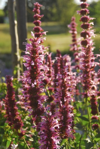 Agastache 'Candy Pink Fiesta'