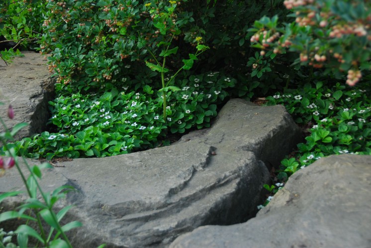 The creeping dogwood, Cornus canadensis, nestled into crevices of rock