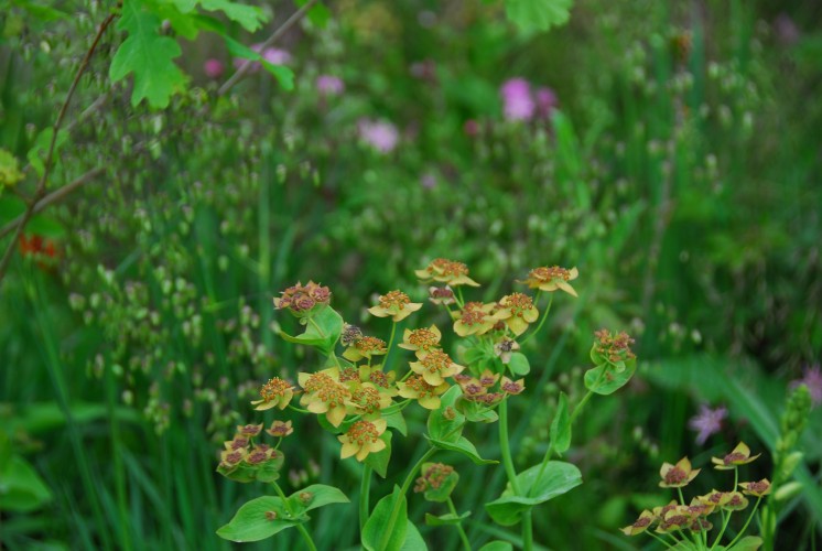 Bupleurum perfoliatum 'Bronze Form'