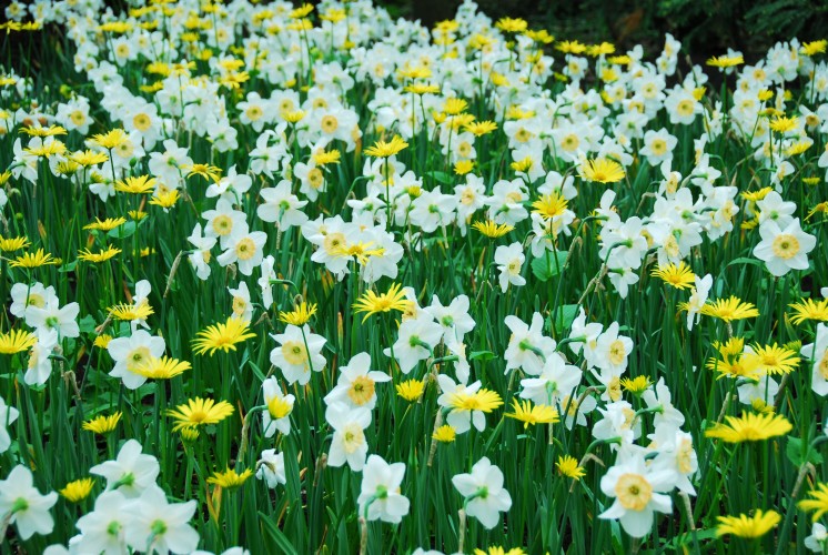 Simpler, but v charming.  Doronicum and daff