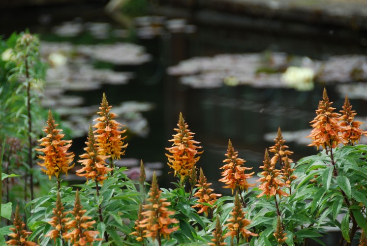 One of the parents - Isoplexis - at Hidcote Manor