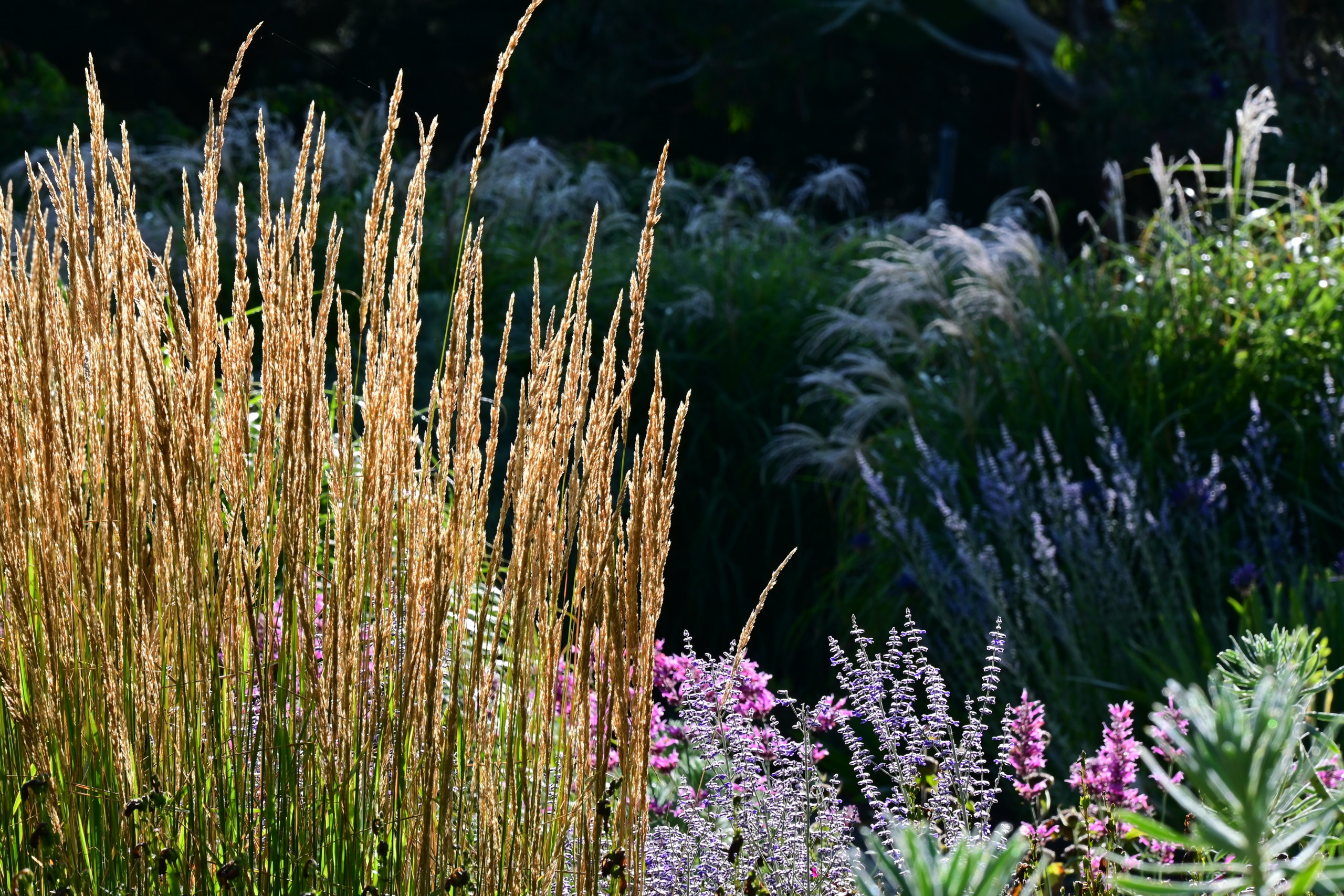 Is Calamagrostis Invasive