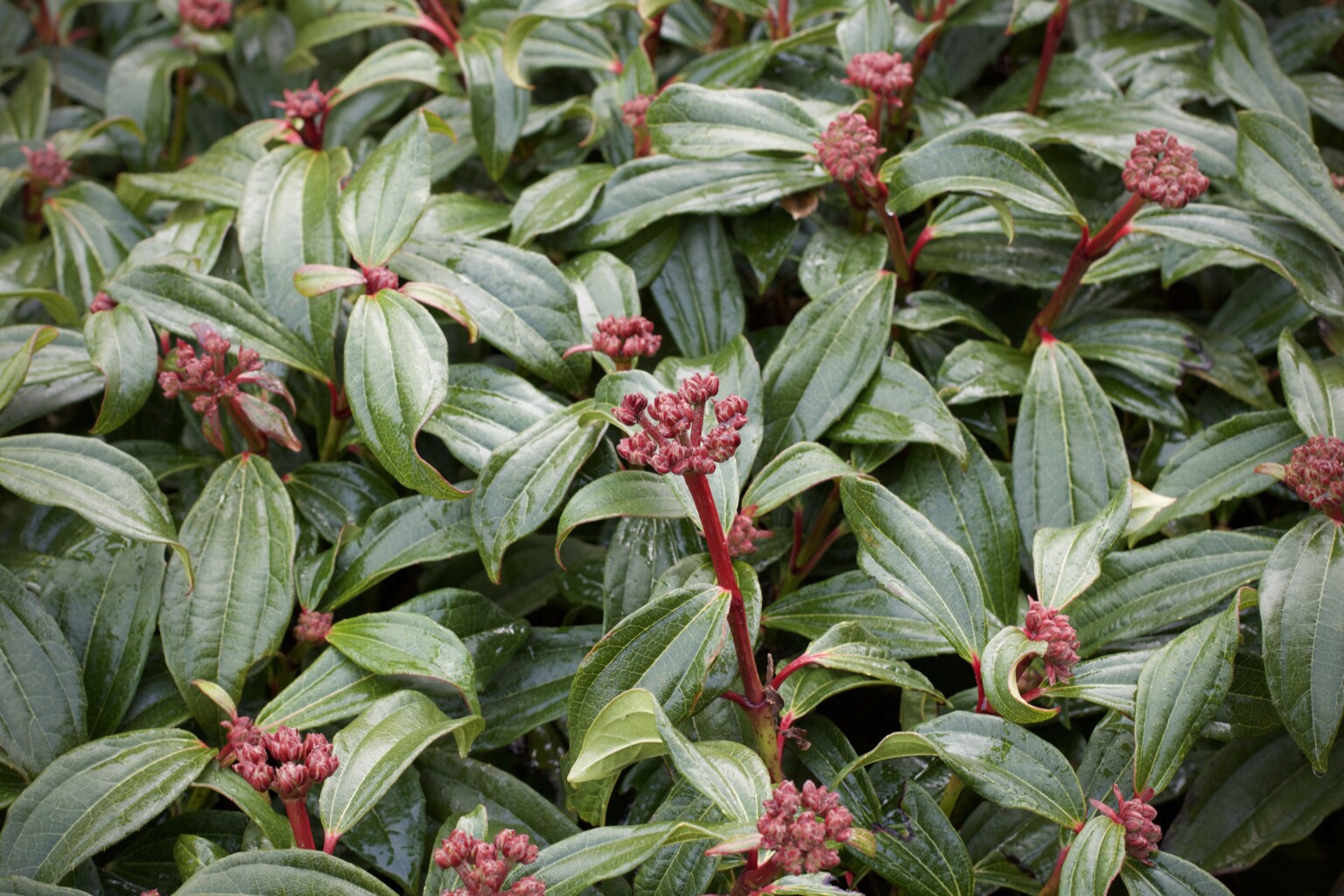 PLANT OF THE WEEK #29: Viburnum davidii | The Gardenist