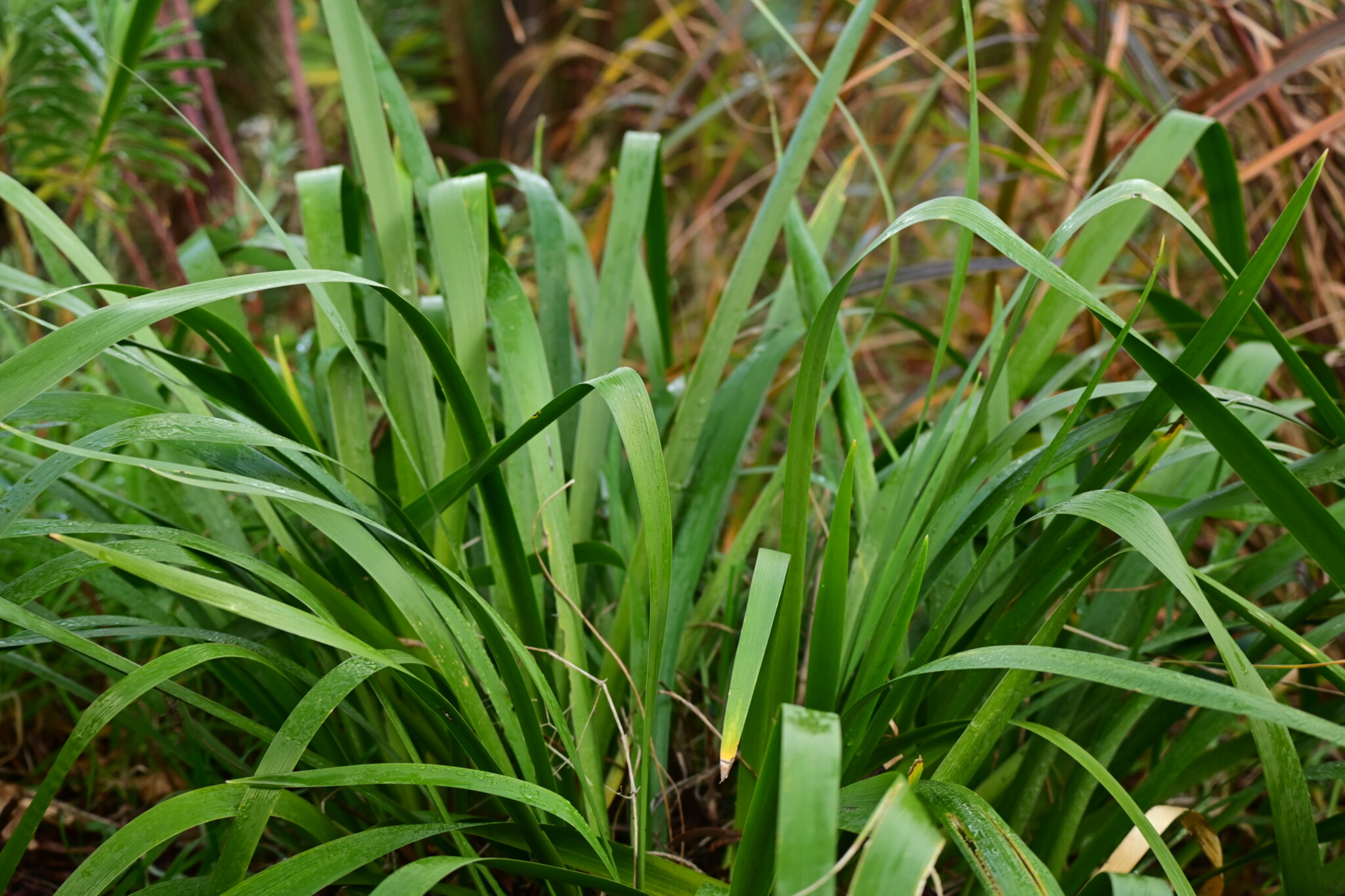PLANT OF THE WEEK #55: Iris foetidissima