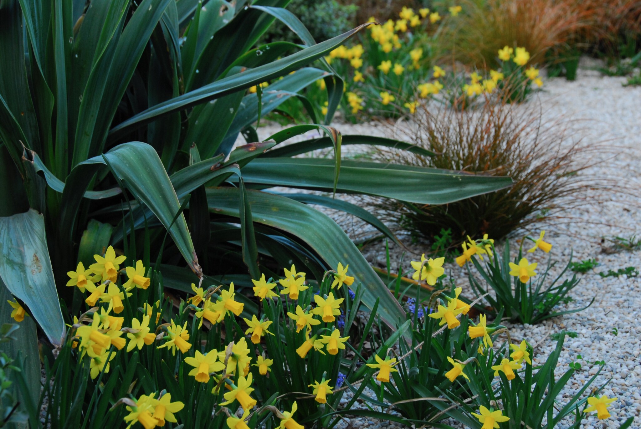PLANT OF THE WEEK #70: Narcissus ‘Tete-a-Tete’