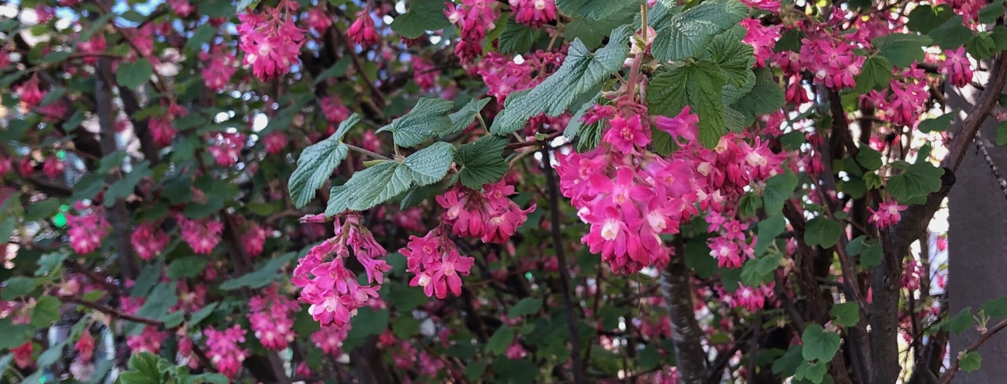 PLANT OF THE WEEK #68: Ribes sanguineum