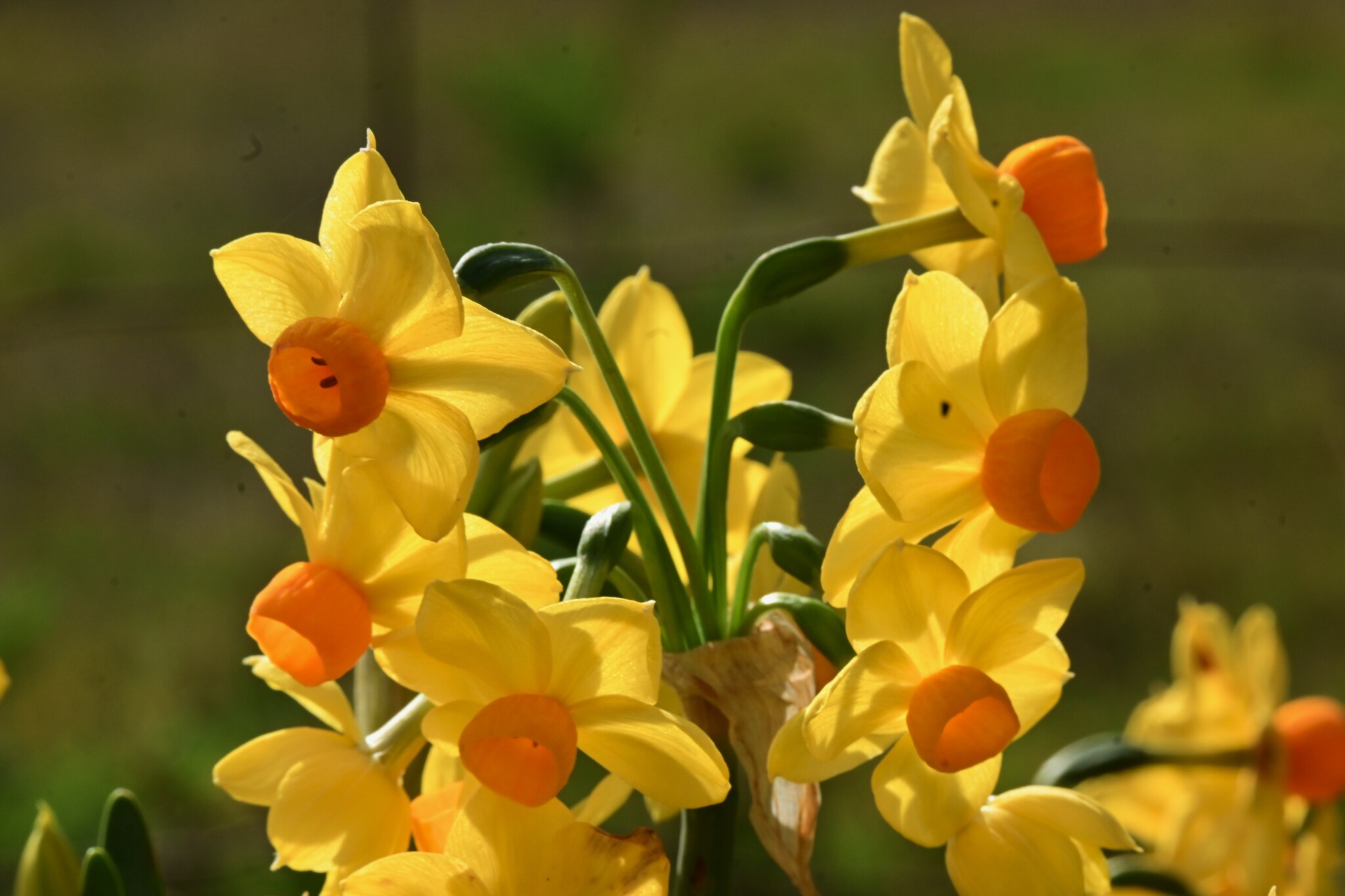 PLANT OF THE WEEK #67: Rubbish jonquils