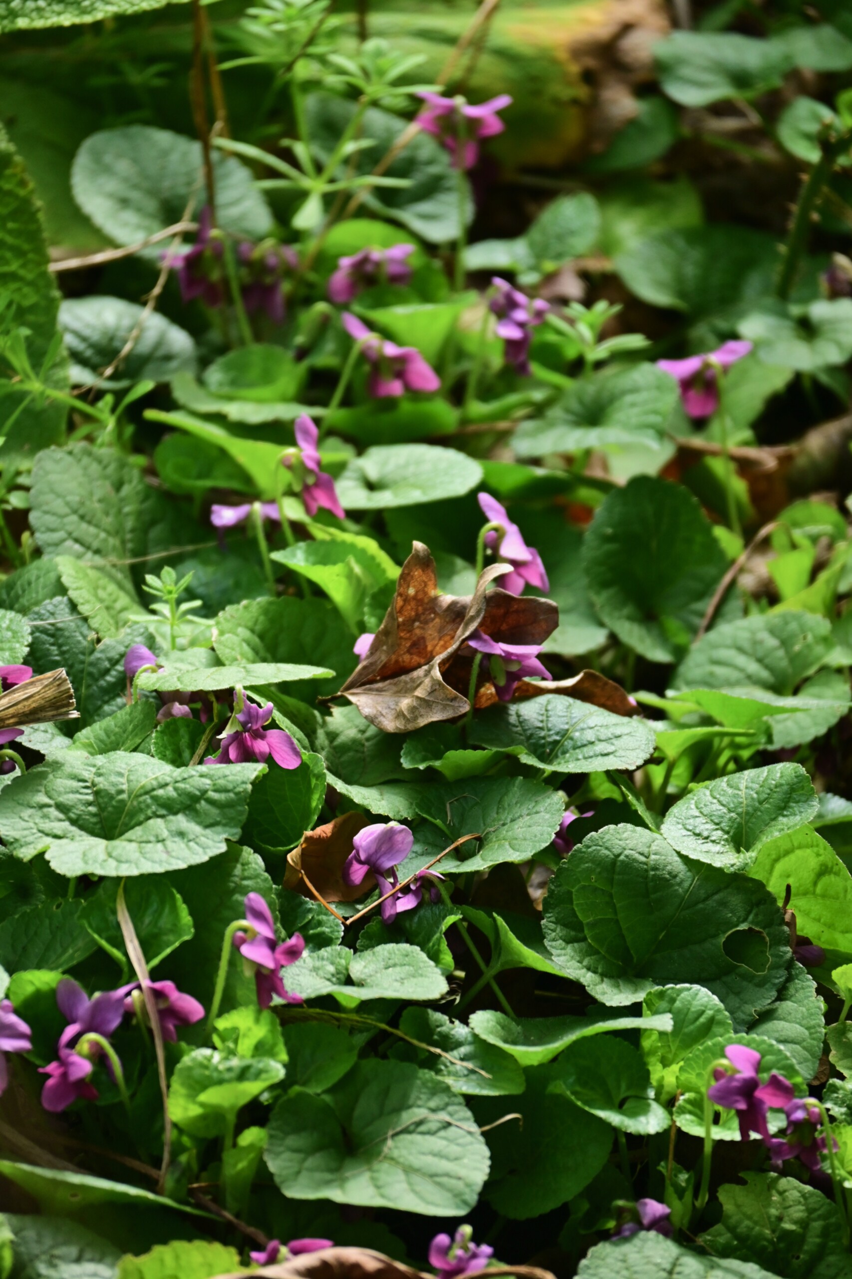 PLANT OF THE WEEK #69: Viola odorata