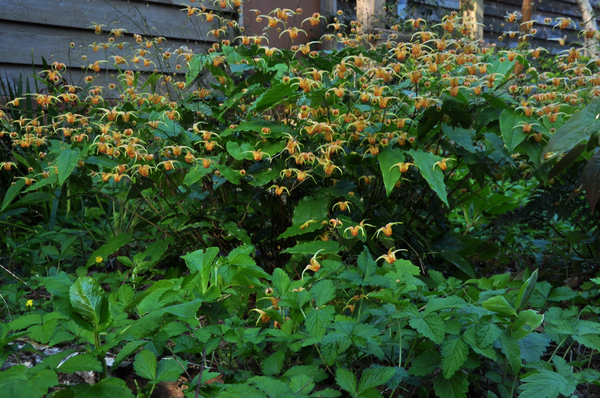 PLANT OF THE WEEK #74: Epimedium Amber Queen